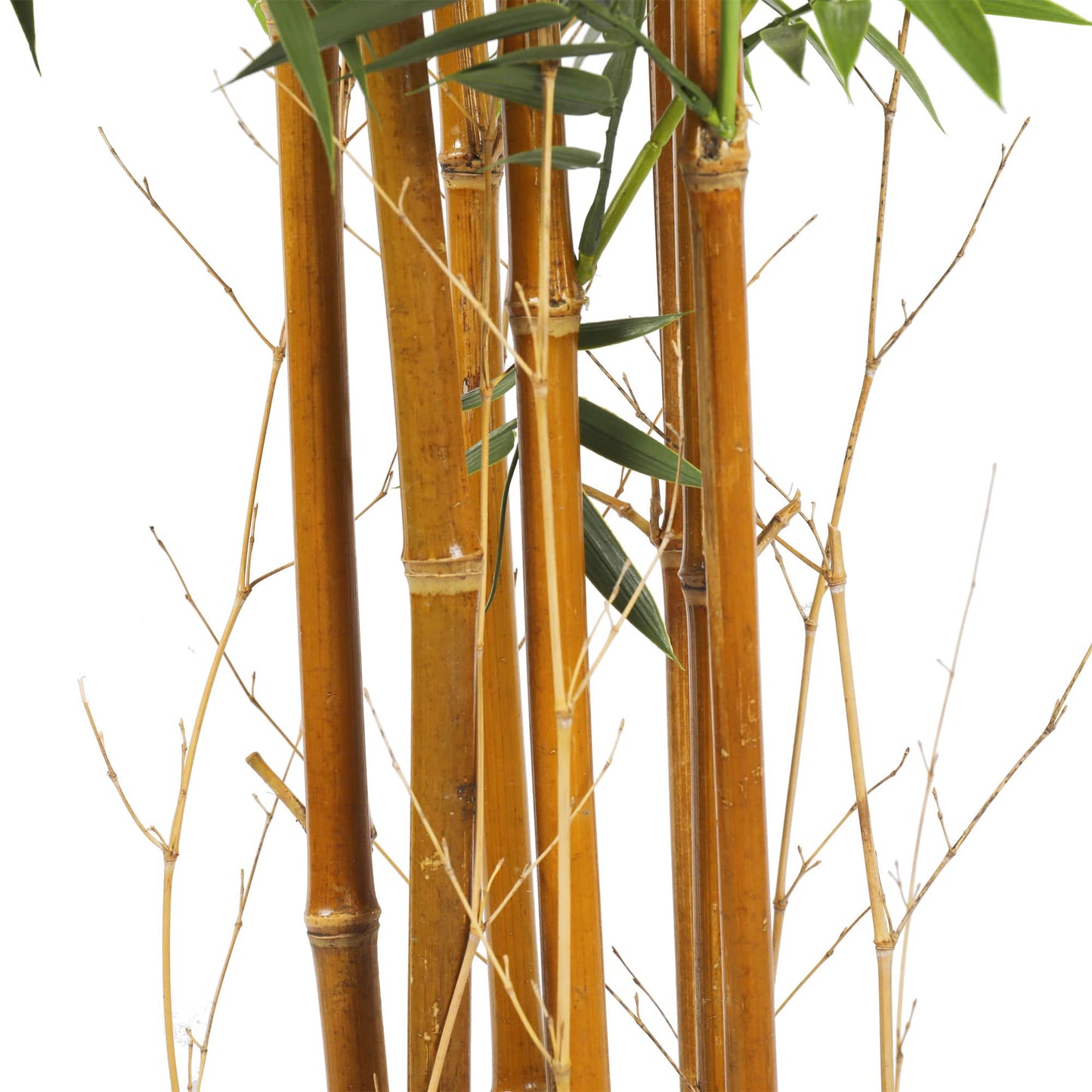 Premium Natural Cane Artificial Bamboo (UV Resistant) 180cm